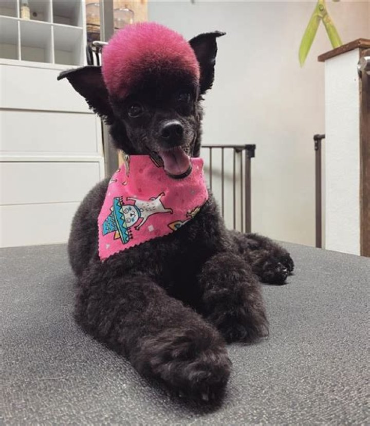 5 Secrets Dog Groomers Won't Tell You