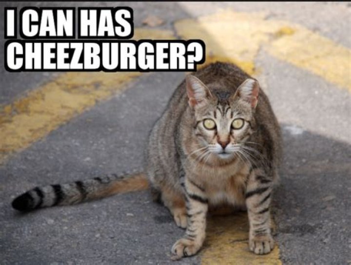 Cash Cat: How A Random Funny Photo Made Two Nine-to-Fivers Millionaires