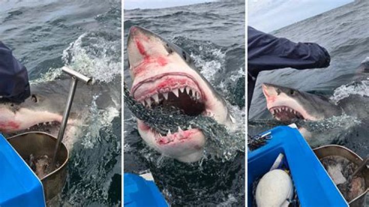 Great White Sharks Are on the Move—4 Warning Signs to Stay Out of the Water