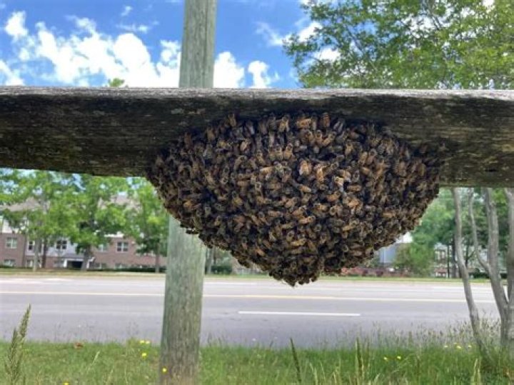 It's Bee Season—Never Do These 5 Things If You See a Swarm