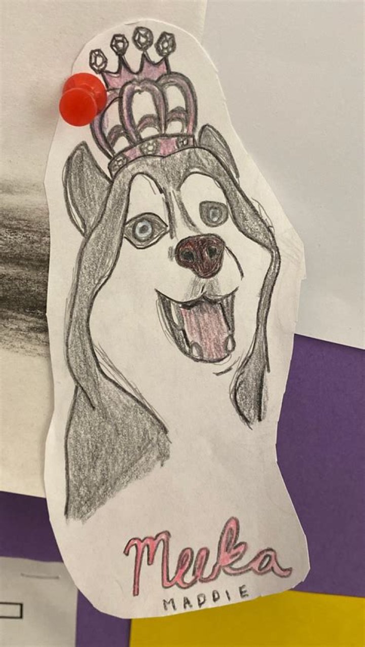 Meeka The Husky(pet) - Biography, Age, Net Worth, Wikipedia, Spotify, TikTok, Facebook, Facts and Family