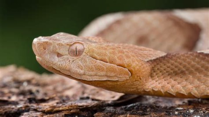 Officials Issue New Warning Amid Sudden Surge in Snake Bites—Record Year Predicted