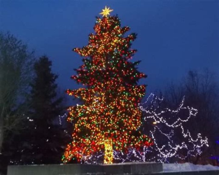 The Best Christmas Tree in Every State