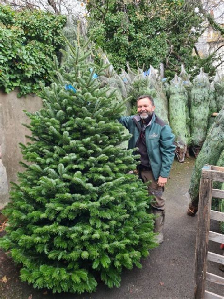This Is the Worst Time to Buy a Christmas Tree, Experts Say
