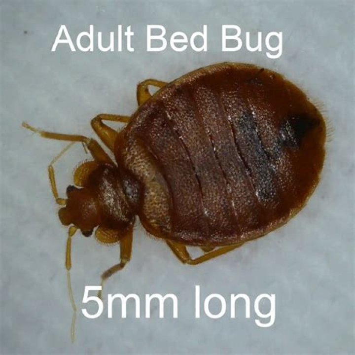 This Popular Destination Has the Biggest Bed Bug Problem in the U.S.